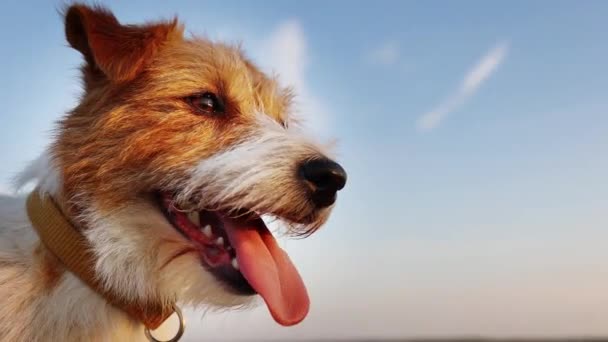 Boldog Jack Russell Terrier Kiskutya Lihegve Mosolyogva Egy Forró Nyári — Stock videók