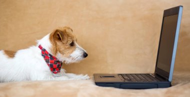 Cute pet dog looking to a laptop. Back to school or puppy training.