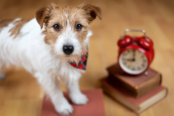 Cute Pet Dog Alarm Clock Books Back School Puppy Training — Stock Photo, Image