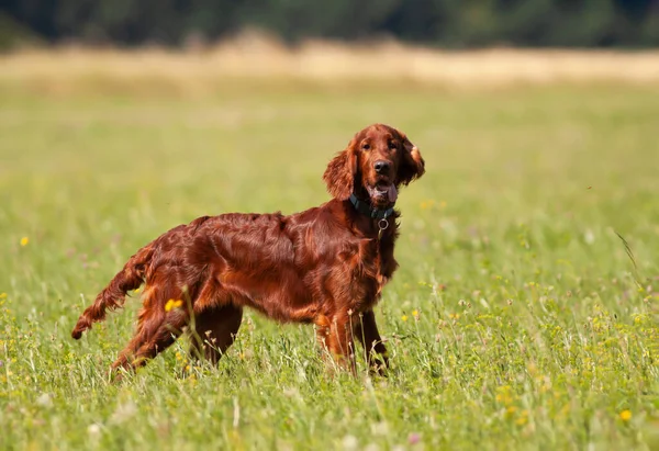 Happy Irish Setter Dog Puppy Panting Meadow Grass Hiking Walking — Stockfoto