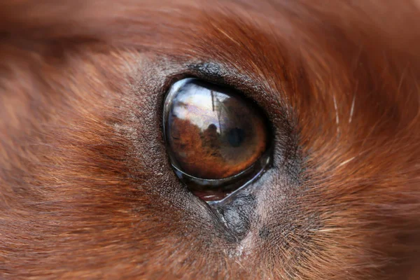 Μάτι Ενός Όμορφου Κόκκινου Καφέ Ιρλανδικού Σκύλου Κοντινό Πλάνο — Φωτογραφία Αρχείου