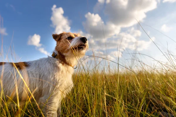 Happy Dog Summer Nature Meadow Grass Blue Sky Hiking Walking — Stockfoto