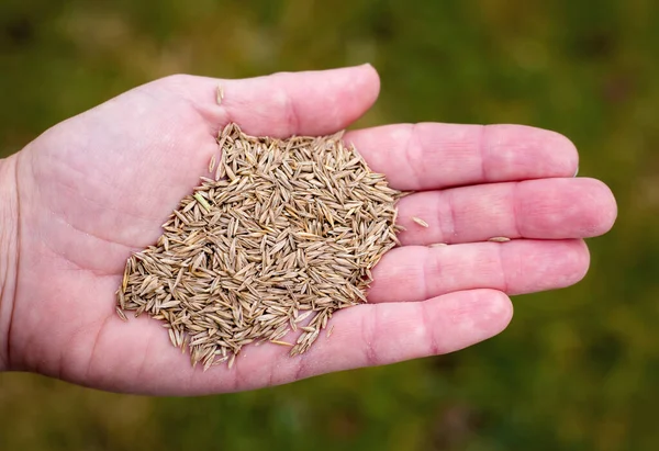 Grass seeds in gardener\'s hand on green background. Spring garden, gardening, seeding planting.