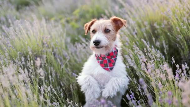 Happy Funny Cute Pet Dog Puppy Begging Panting Smiling Herbal — Stockvideo