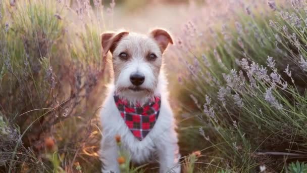 Happy Funny Cute Pet Dog Puppy Sitting Listening Lavender Flower — Stock video