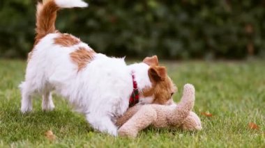Funny playful active happy pet dog playing with a toy in the grass