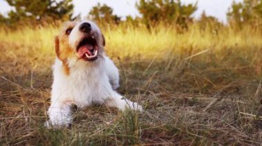 Funny pet dog eating, chewing grass, showing teeth and tongue. Looks like talking or grimacing.