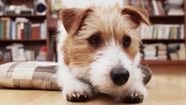 Funny Cute Happy Pet Dog Looking Waiting Snack Treat Puppy — 图库视频影像