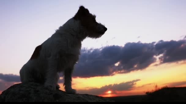 Obedient Happy Jack Russell Sitting Rock Listening Sunset Dog Silhouette — Vídeo de stock
