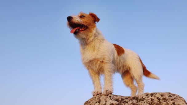 Beautiful Panting Jack Russell Terrier Standing Listening Rock Blue Sky — Stok video