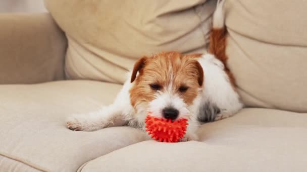 Funny Playful Happy Pet Dog Puppy Playing Toy Home Sofa — 图库视频影像