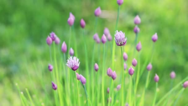 Purple Allium Schoenoprasum Flowers Wind Summer Organic Herbs Garden — 图库视频影像
