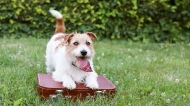 Happy funny panting dog puppy wagging tail on a retro suitcase in summer. Pet travel, vacation or holiday.