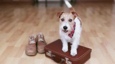 Happy funny cute dog puppy wagging tail on a retro suitcase. Pet travel, travelling, vacation or holiday.