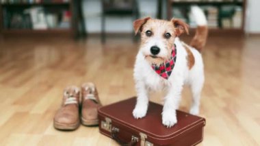 Happy funny cute dog puppy wagging tail on a retro suitcase. Pet travel, travelling, vacation or holiday.