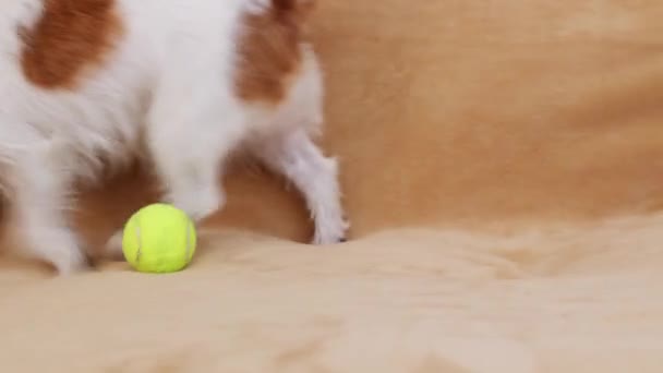 Funny Playful Happy Pet Dog Puppy Playing Toy Home Sofa — 图库视频影像