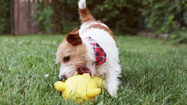 Playful Happy Cute Active Dog Puppy Chewing Playing Toy Grass — Wideo stockowe