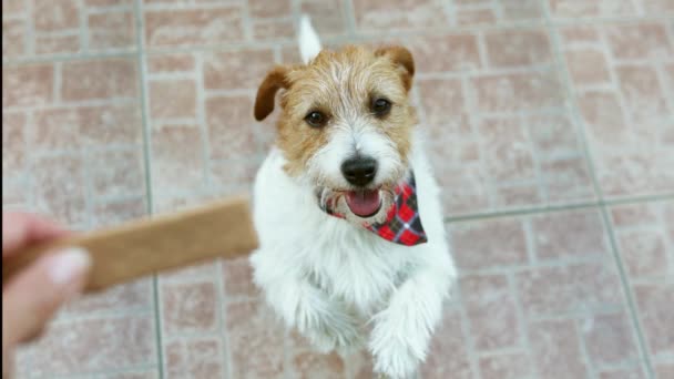 Funny Cute Happy Pet Dog Begging Waiting Chewing Snack Treat — Stock Video