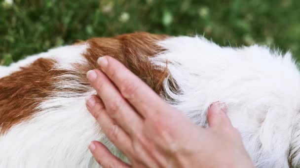 Owner Checking Fleas Ticks Her Dog Fur Skin Pet Care — Stockvideo