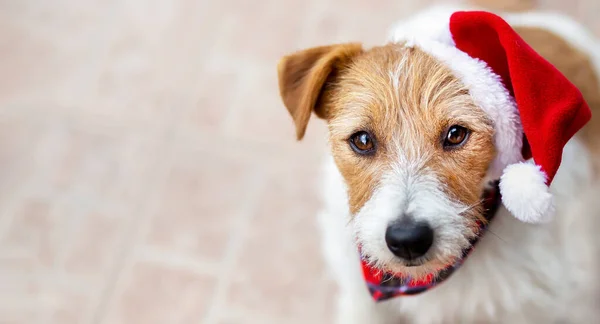 Feliz Navidad Cachorro Perro Mascota Con Sombrero Santa Fondo Vacaciones — Foto de Stock