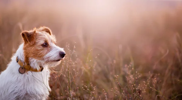 Vackra Friska Hund Som Lyssnar Höstäng Gräs Fall Sällskapsdjur Promenad — Stockfoto