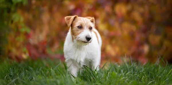 オレンジ色の赤い秋の葉で聞いてかわいいペット犬の子犬のバナー — ストック写真