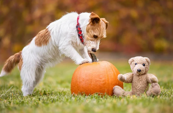 Funny pet dog with a pumpkin and a toy in the grass in autumn. Halloween, happy thanksgiving day or fall concept