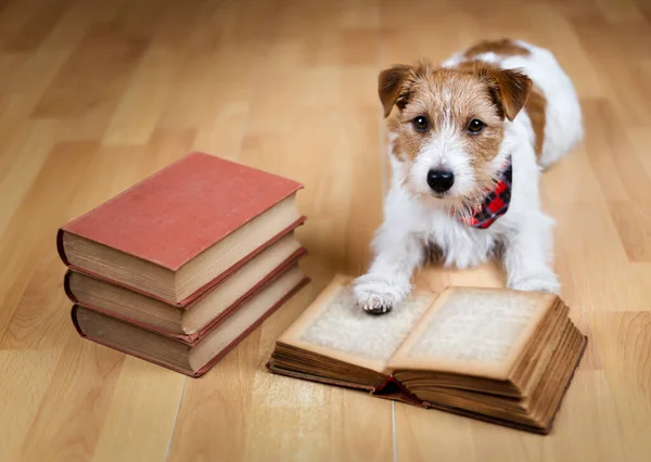 Cute Pet Dog Puts Paw Old Book Back School Puppy — Stock Photo, Image