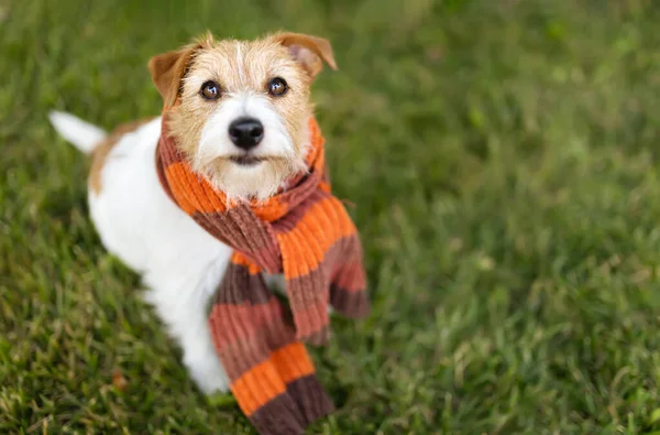 Cute happy pet dog sitting in the grass and wearing orange warm scarf. Cold autumn, fall, winter, flu or animal clothing.