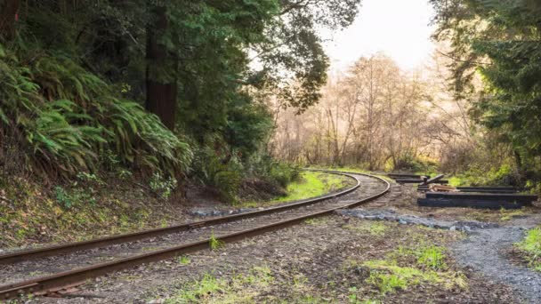 World Famous Skunk Train Rail Bikes Forest Tracks Timelapse — Stock Video