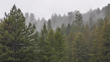 Yağmurlu bir günde, Jackson Eyalet Gösteri Ormanı 'nda sisli bir rüzgar esiyor.