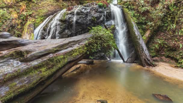 Cascata Ampio Angolo Con Timelapse Sequoie Cadute — Video Stock