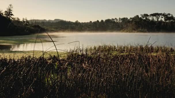 Fog Rising Lake Sun Creates Thermals Cattails Foreground Timelapse — Stock Video