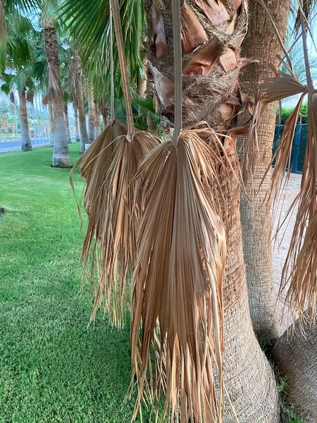 Yaz Mısır Palmiyesi. Sharm Ash Şeyh Trip.