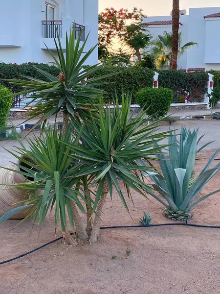 Jardín Plantas Egipto Sharm Ash Sheikh Viaje Verano —  Fotos de Stock