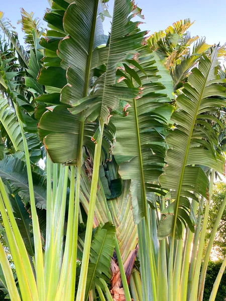 Verano Egipto hoja de palma —  Fotos de Stock