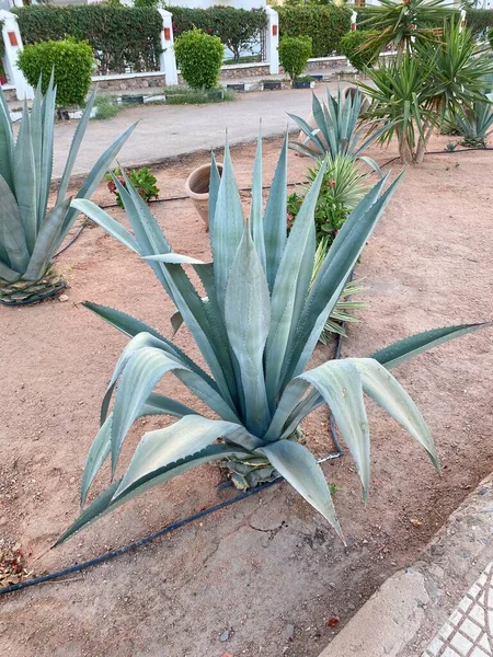 Plante d'été Egypte — Photo