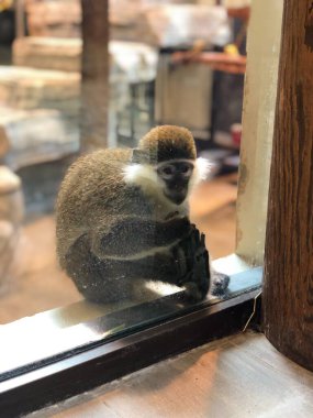 Camdan hayvanat bahçesinin yanındaki maymun. Kharkiv Hayvanlarının Fotoğrafı.