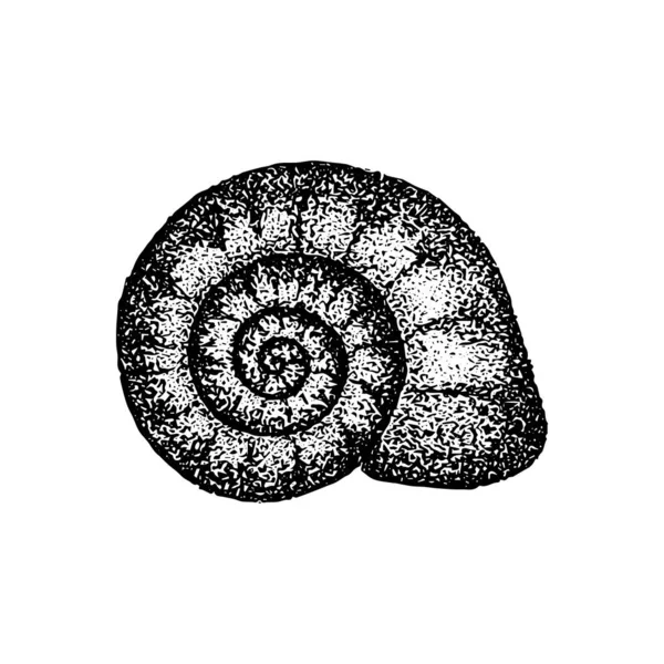 Snail Shell Dotwork Drawing Vector Illustration Hand Drawn Objects — стоковый вектор