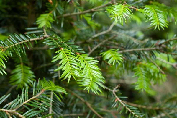 Fir Tree Pinecones Christmas Tree Branch — Stock Photo, Image