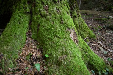Moss 'la ağaç. Doğa Manzarasının Fotoğrafı.