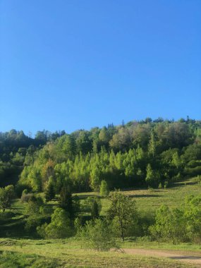 Doğa Skole Lviv Manzarası. Tarla ve Ağaç Ormanı.
