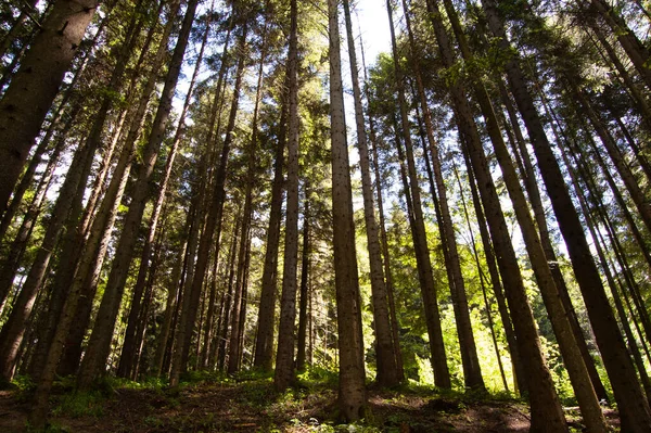 Skog Mörka Scenen Bild Naturen Landskap — Stockfoto