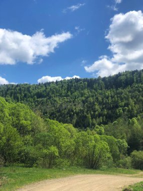 Doğa Skole Lviv Manzarası. Tarla ve Ağaç Ormanı.