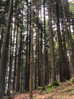 Doğa Yüksek Ağaçlar Ormanı