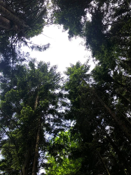 Foresst Top View Bomen Landschap — Stockfoto