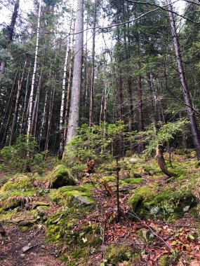 Yosun Topraklı Doğa Karanlık Ormanı