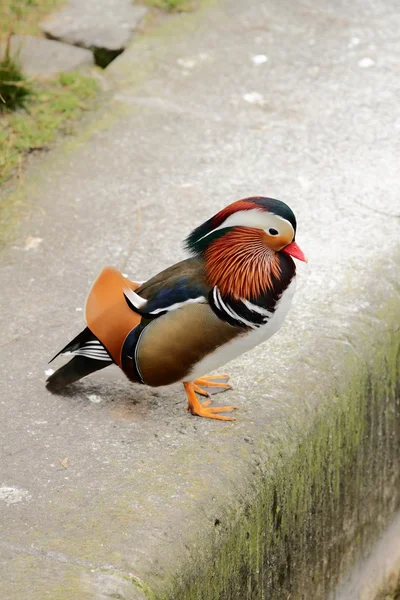 Drake, mandarin ördeği — Stok fotoğraf
