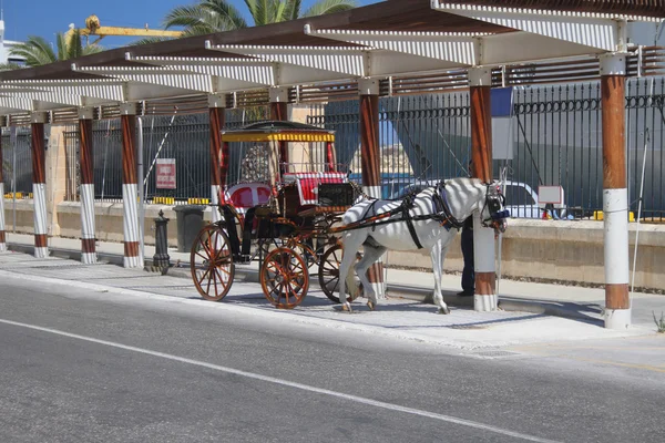 Cab horse. Valletta, Malta — Stock Photo, Image