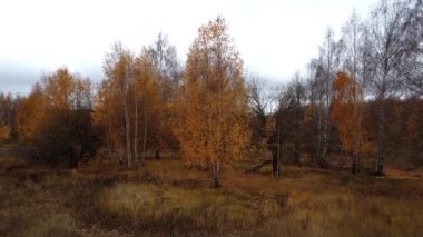 Bulutlu bir günde sonbahar ormanı. Kazan, Rusya